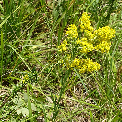 Echtes Labkraut / Galium verum