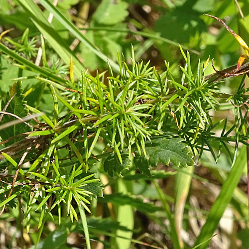 Echtes Labkraut / Galium verum