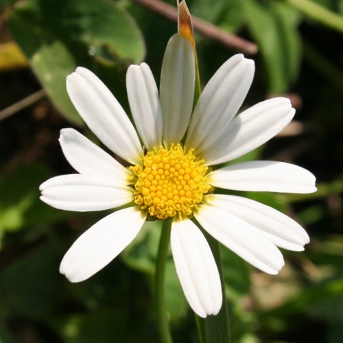 Wiesenmargerite / Leucanthemum vulgare