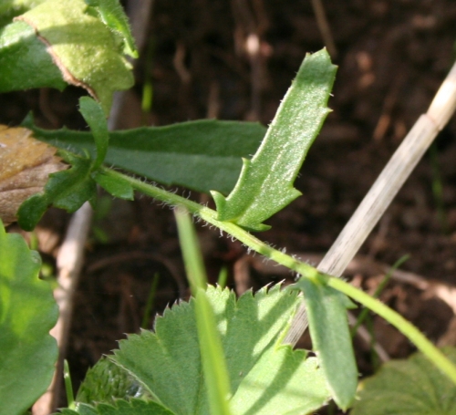 Wiesenmargerite / Leucanthemum vulgare