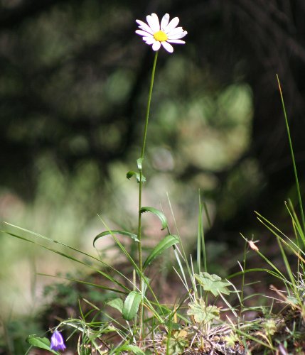 Wiesenmargerite / Leucanthemum vulgare