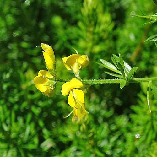 Deutscher Ginster / Genista germanica