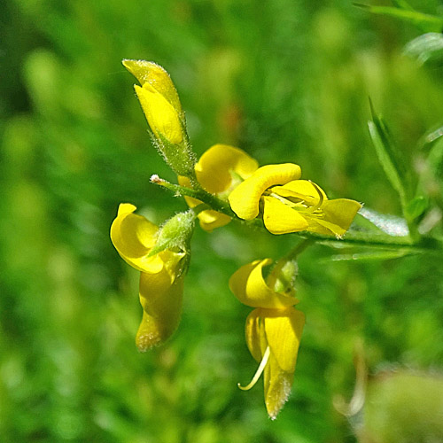 Deutscher Ginster / Genista germanica