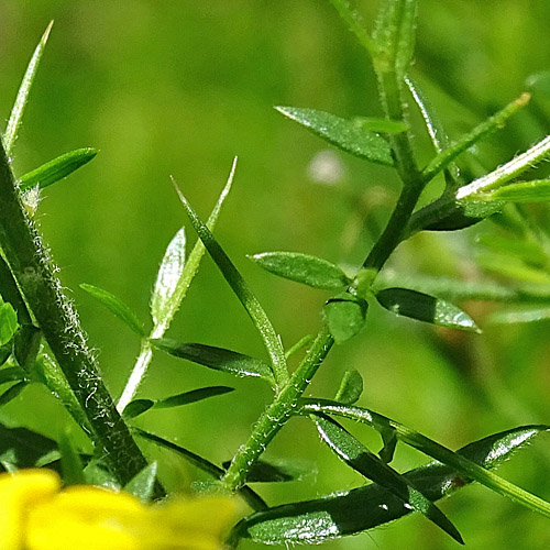 Deutscher Ginster / Genista germanica