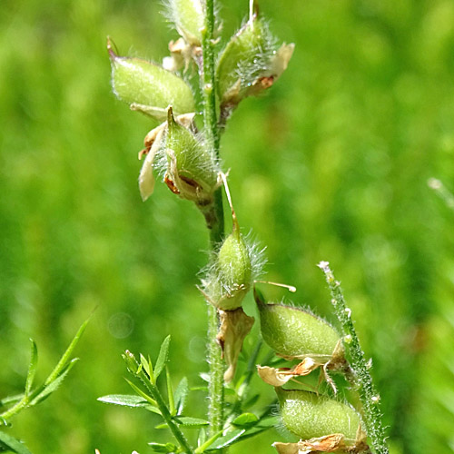 Deutscher Ginster / Genista germanica