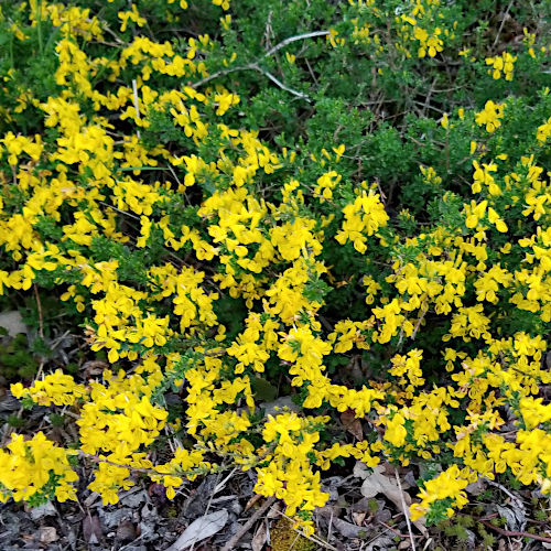 Behaarter Ginster / Genista pilosa