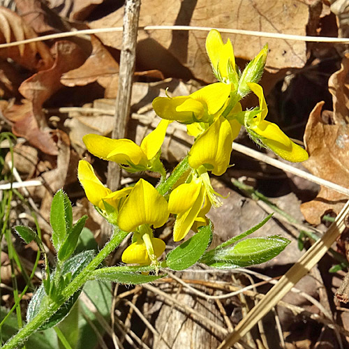 Behaarter Ginster / Genista pilosa