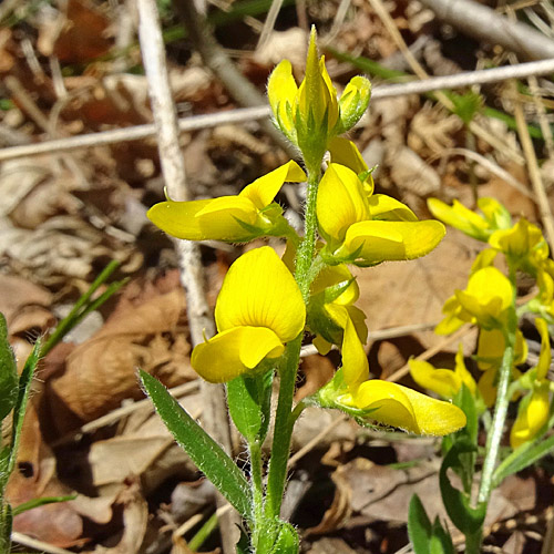 Behaarter Ginster / Genista pilosa