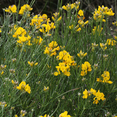 Kugel-Ginster / Genista radiata