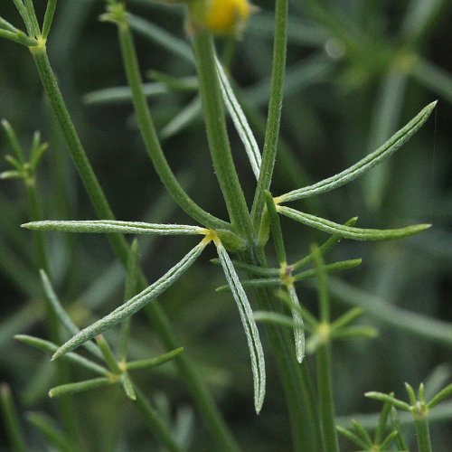 Kugel-Ginster / Genista radiata