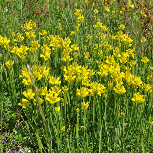 Flügel-Ginster / Genista sagittalis