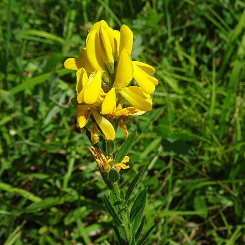 Färber-Ginster / Genista tinctoria