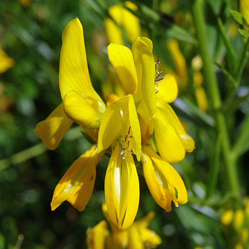 Färber-Ginster / Genista tinctoria