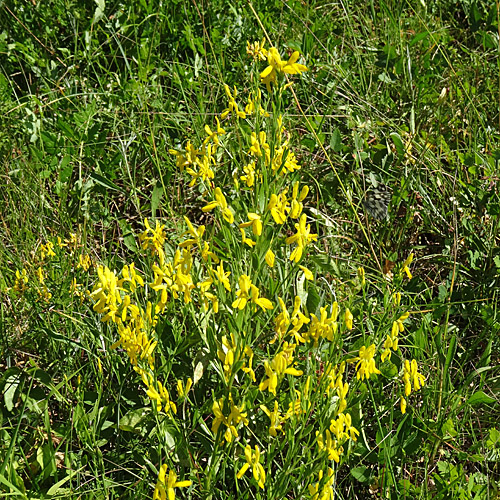 Färber-Ginster / Genista tinctoria