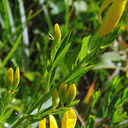 Färber-Ginster / Genista tinctoria