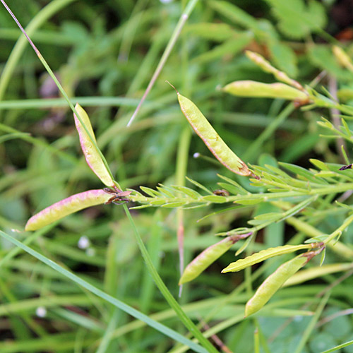 Färber-Ginster / Genista tinctoria