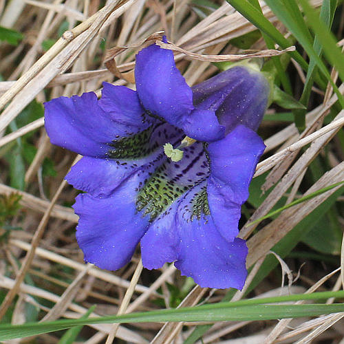 Silikat-Glocken-Enzian / Gentiana acaulis