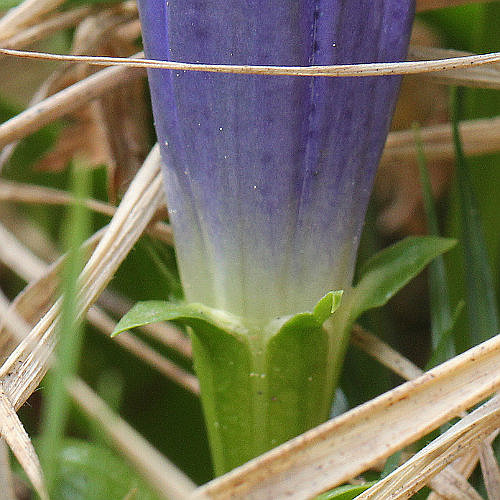 Silikat-Glocken-Enzian / Gentiana acaulis