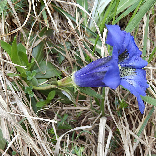 Silikat-Glocken-Enzian / Gentiana acaulis