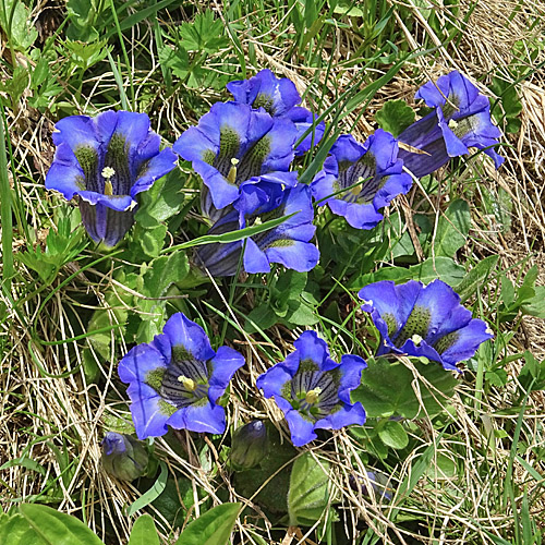 Silikat-Glocken-Enzian / Gentiana acaulis