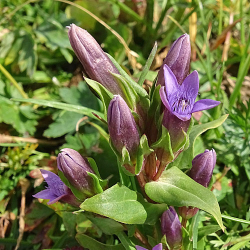 Dolomiten-Enzian / Gentiana anisodonta