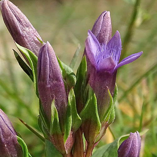 Dolomiten-Enzian / Gentiana anisodonta