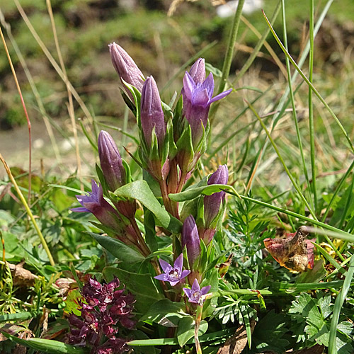 Dolomiten-Enzian / Gentiana anisodonta