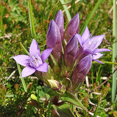 Rauer Enzian / Gentiana aspera