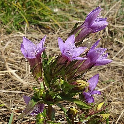 Rauer Enzian / Gentiana aspera