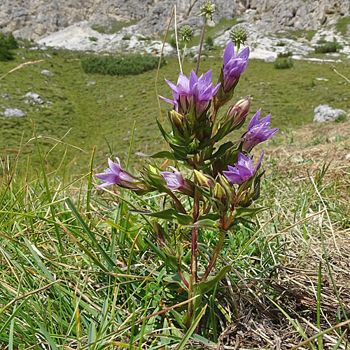 Rauer Enzian / Gentiana aspera