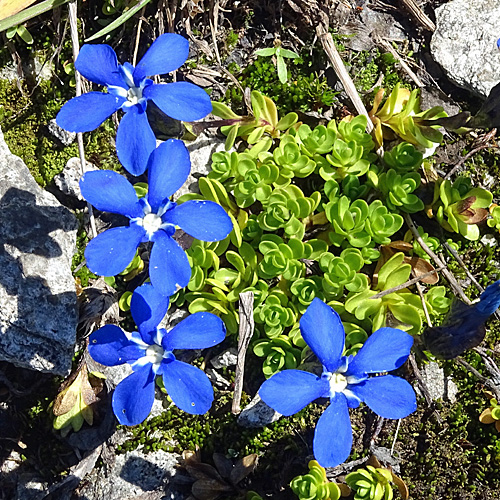 Kurzstieliger Bayrischer Enzian / Gentiana bavarica subsp.subacaulis