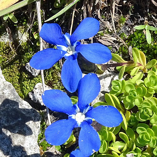 Kurzstieliger Bayrischer Enzian / Gentiana bavarica subsp.subacaulis