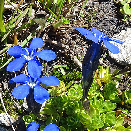 Kurzstieliger Bayrischer Enzian / Gentiana bavarica subsp.subacaulis