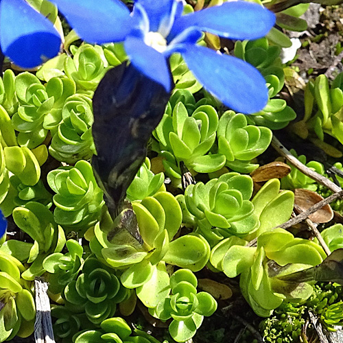 Kurzstieliger Bayrischer Enzian / Gentiana bavarica subsp.subacaulis
