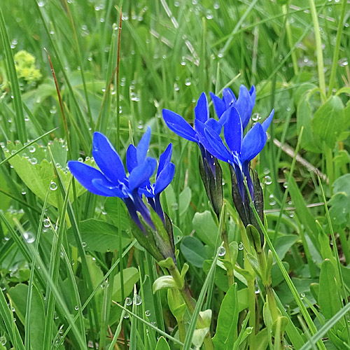 Langstieliger Bayrischer Enzian / Gentiana bavarica subsp.bavarica