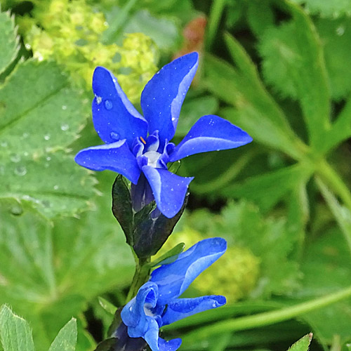 Langstieliger Bayrischer Enzian / Gentiana bavarica subsp.bavarica