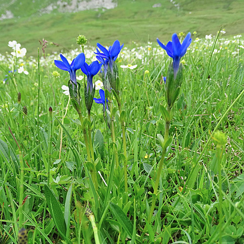 Langstieliger Bayrischer Enzian / Gentiana bavarica subsp.bavarica