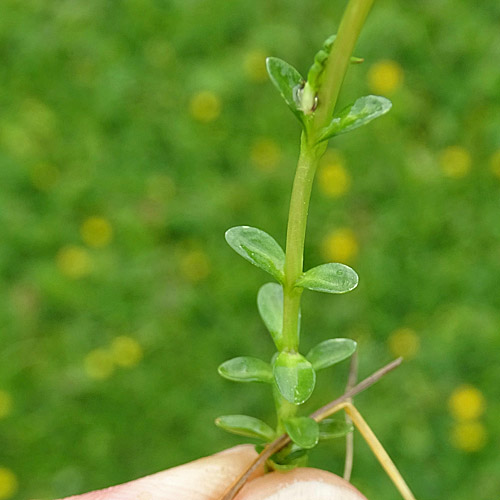 Langstieliger Bayrischer Enzian / Gentiana bavarica subsp.bavarica