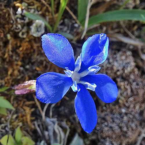 Kurzblättriger Enzian / Gentiana brachyphylla