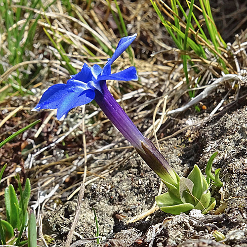 Kurzblättriger Enzian / Gentiana brachyphylla