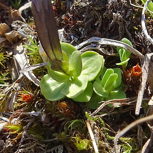 Kurzblättriger Enzian / Gentiana brachyphylla