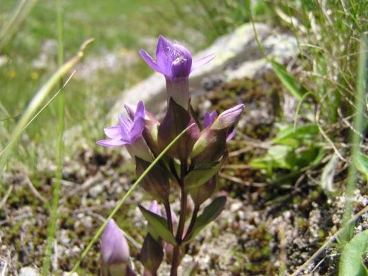 Feld-Enzian - violett / Gentiana campestris - violett