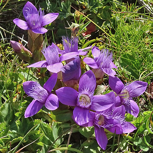 Feld-Enzian - violett / Gentiana campestris - violett