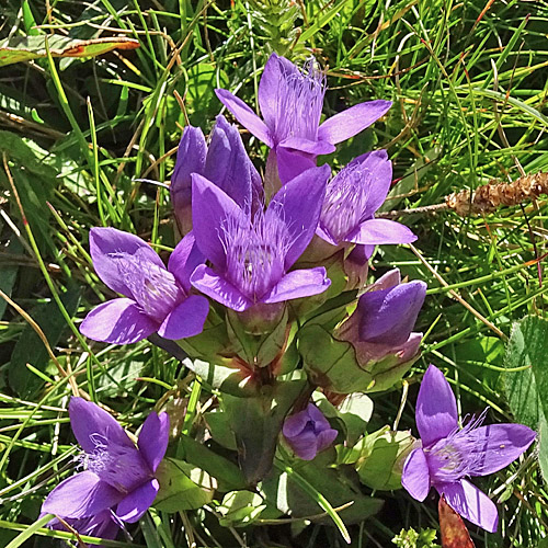 Feld-Enzian - violett / Gentiana campestris - violett