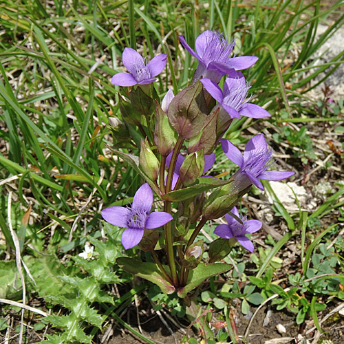 Feld-Enzian - violett / Gentiana campestris - violett