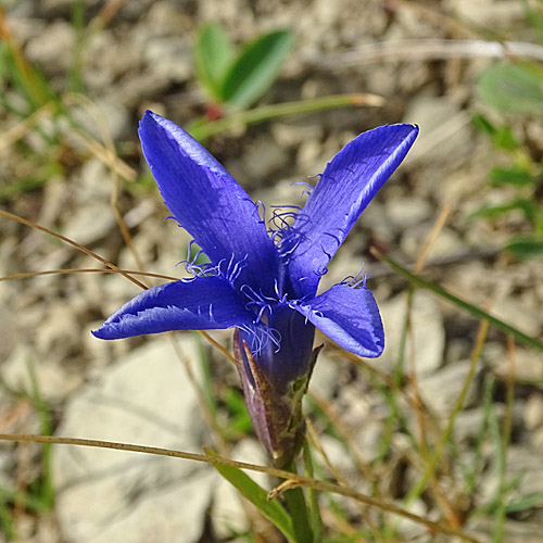 Gefranster Enzian / Gentiana ciliata