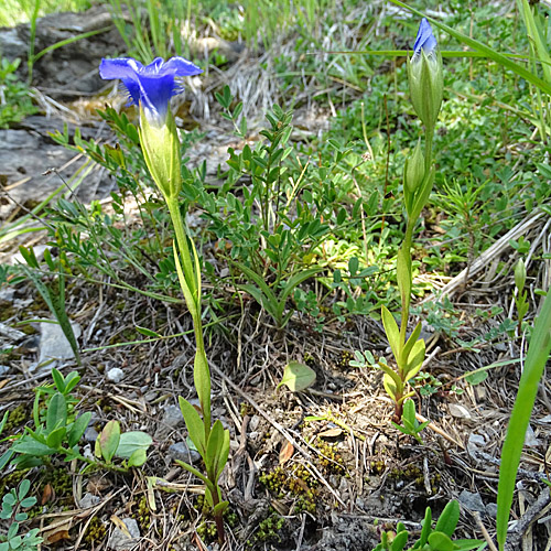 Gefranster Enzian / Gentiana ciliata