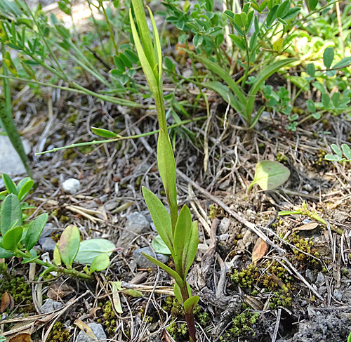 Gefranster Enzian / Gentiana ciliata