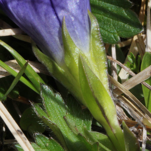 Kalk-Glocken-Enzian / Gentiana clusii