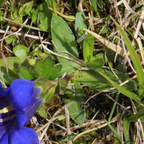 Kalk-Glocken-Enzian / Gentiana clusii